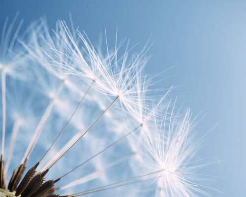 Pusteblume vor blauem Himmel